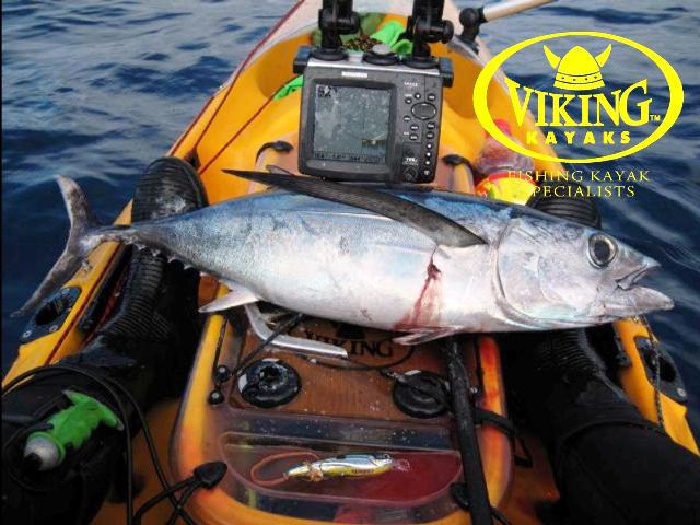 Viking Kayaks - NZ - How to catch tuna from a kayak